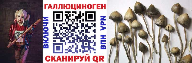 Псилоцибиновые грибы Psilocybine cubensis  Георгиевск 